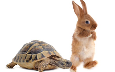 The Hare and The Tortoise: Who Wins the Race In the Film Industry?