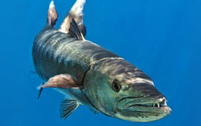 Negotiations: It’s Nice To Be Important, But It’s Important Not To Be A Jerk